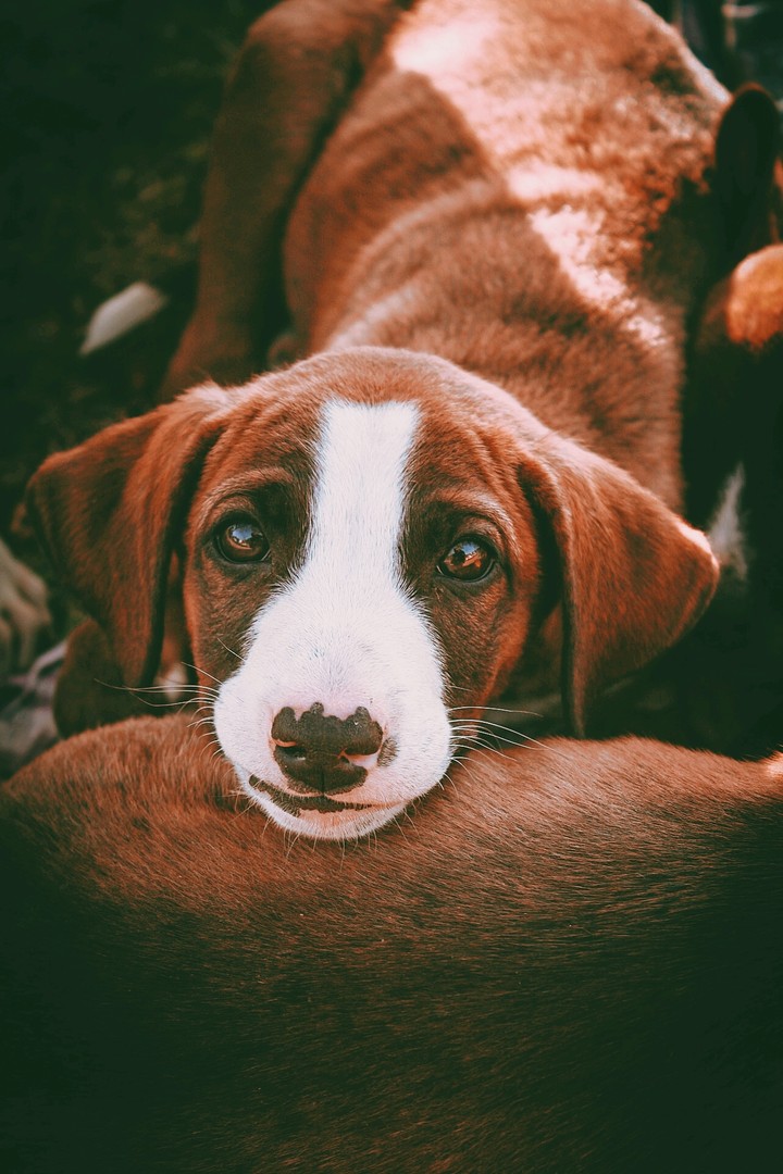 cute dog adorable