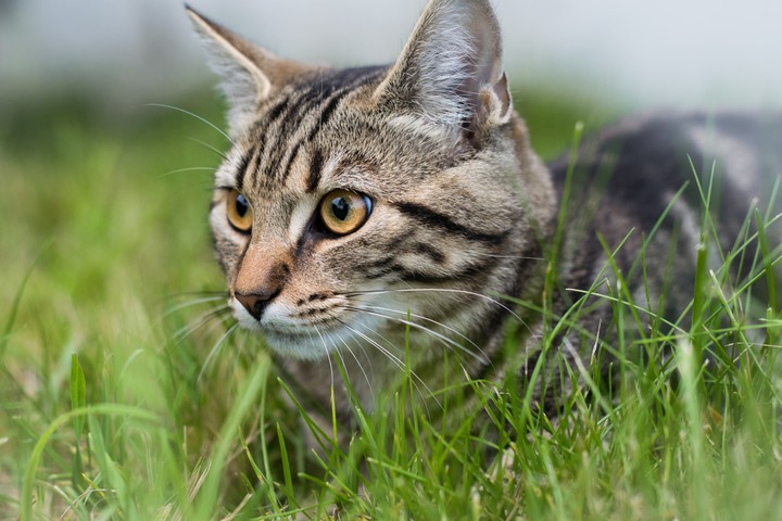 grey-domestic-cat-sitting-grass-with-blurred-background