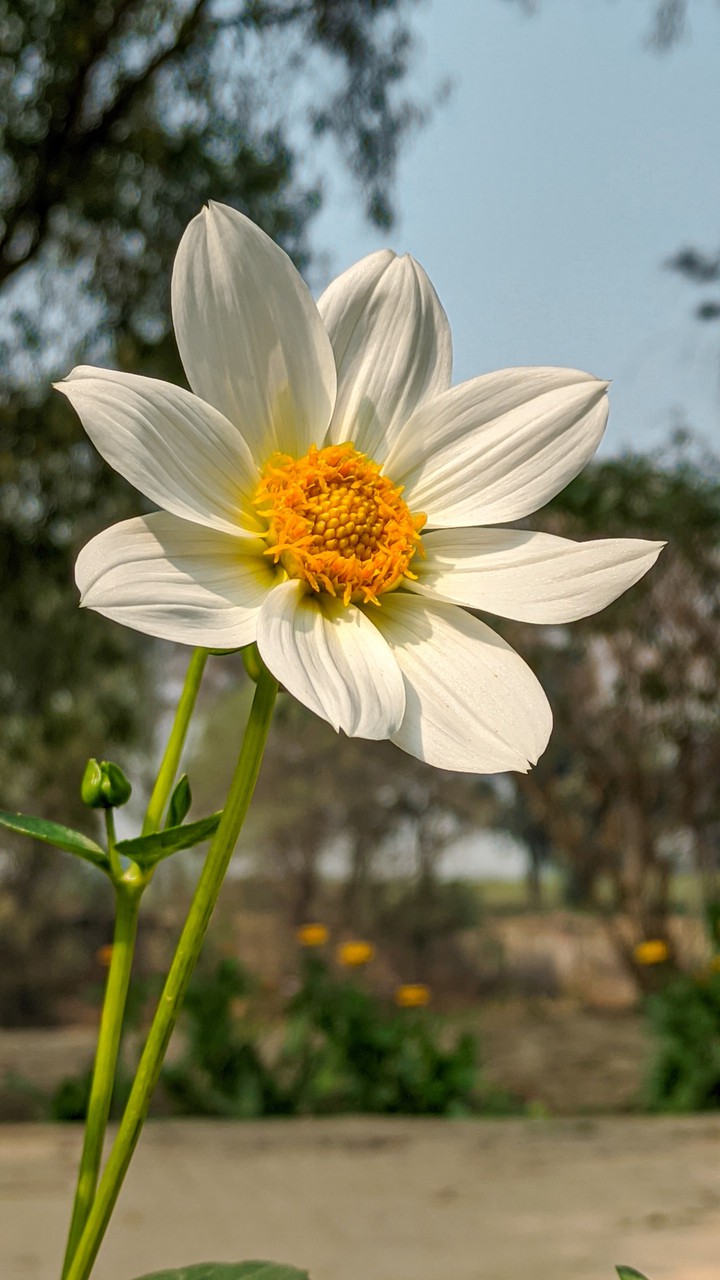 Dahlia
