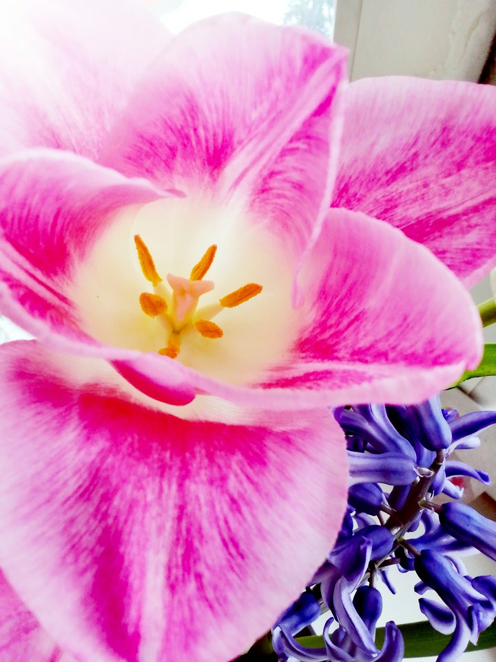 spring flowers