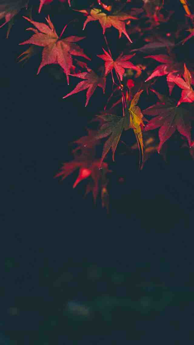 autumn