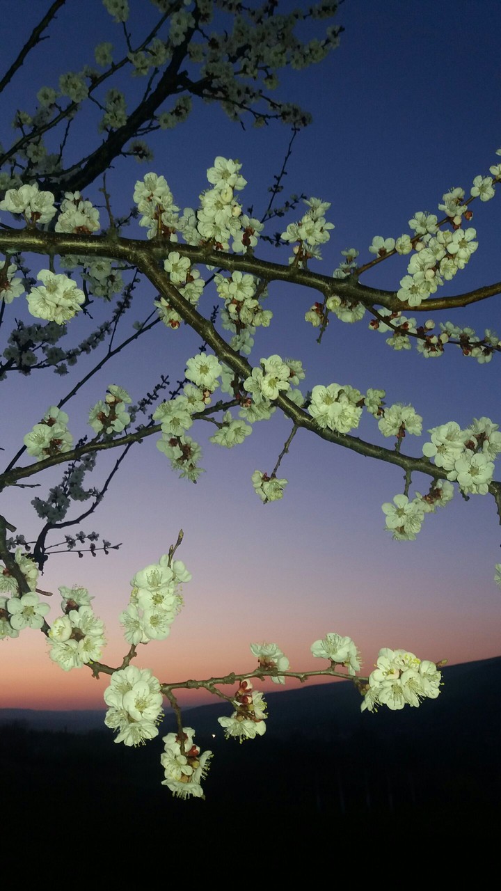 spring