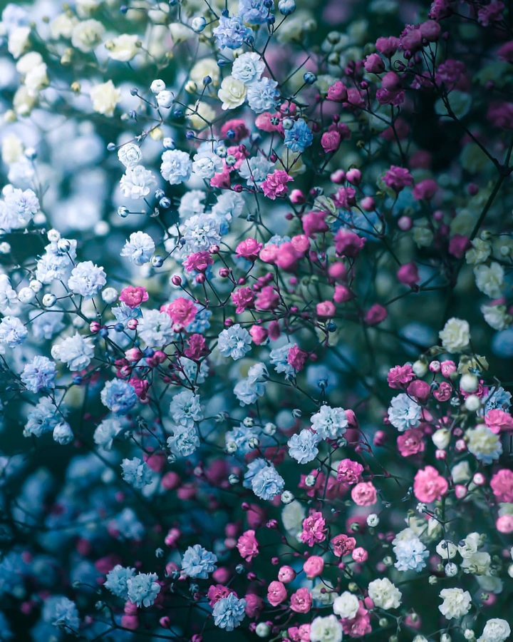 •°♡°••°♡°•