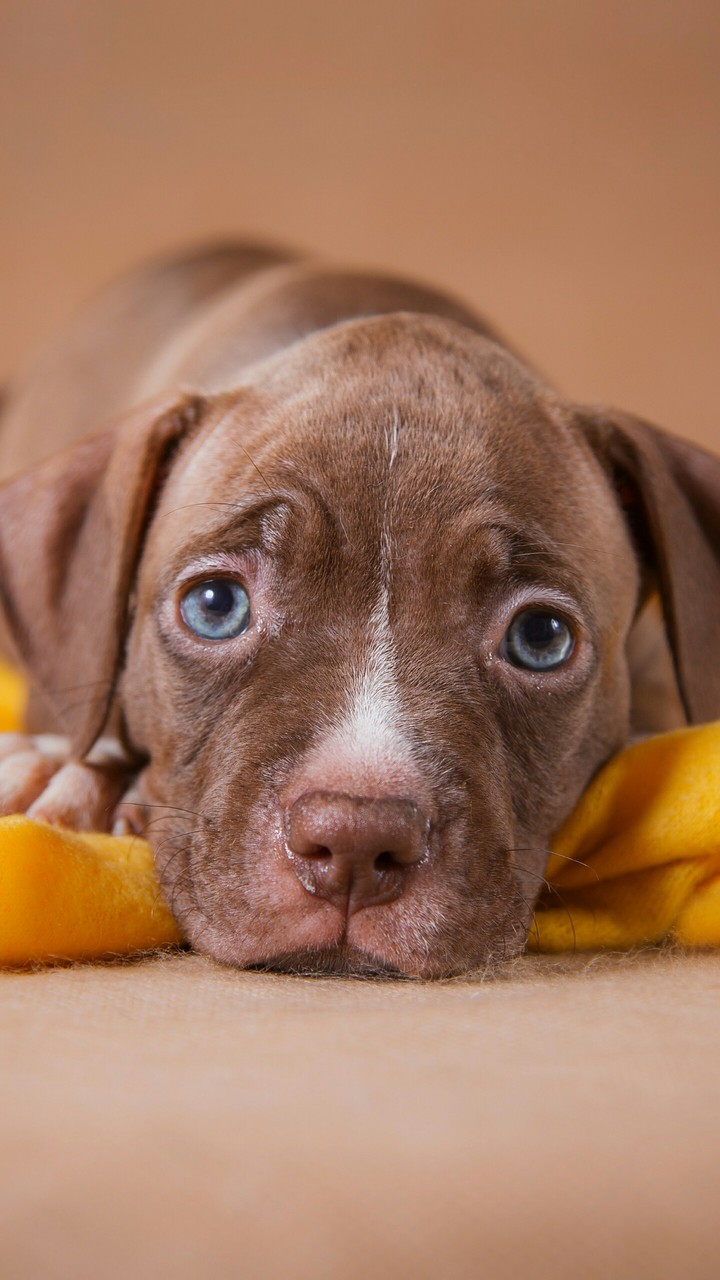 Puppy,щенок.