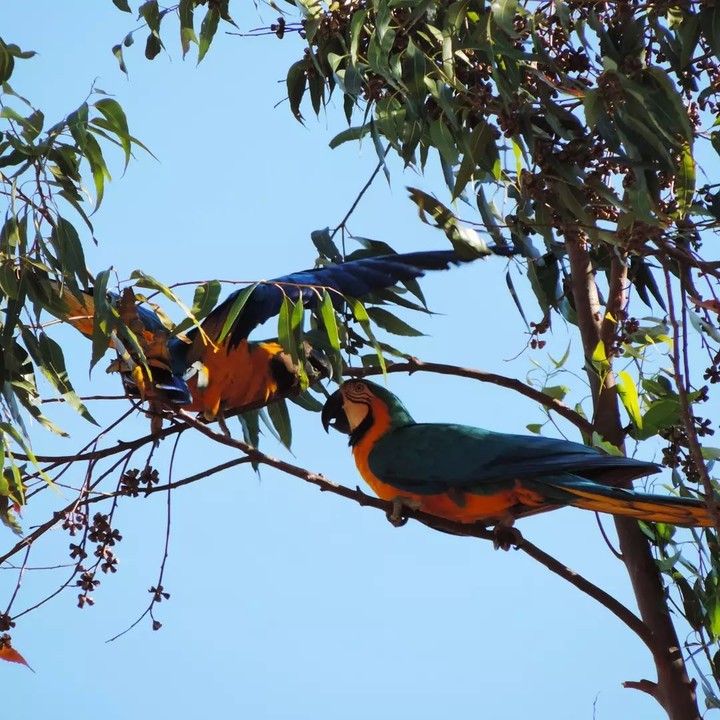 Macaws. ♥️