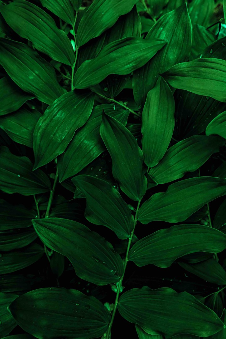“Green” The symbol of Life