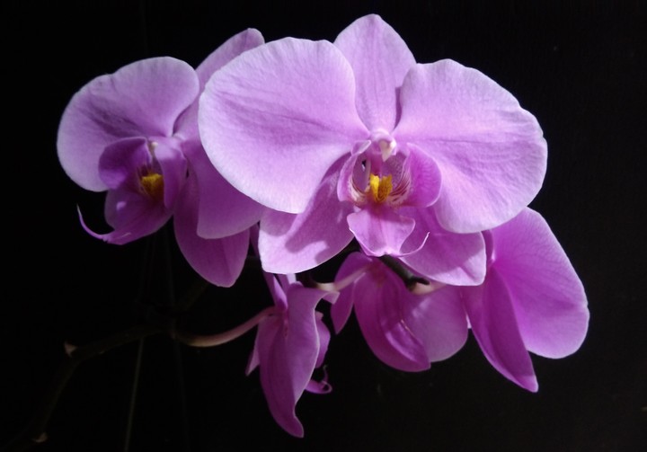 violet beauty