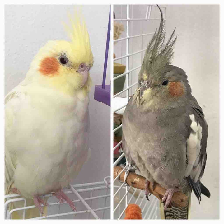 Angel & Misty