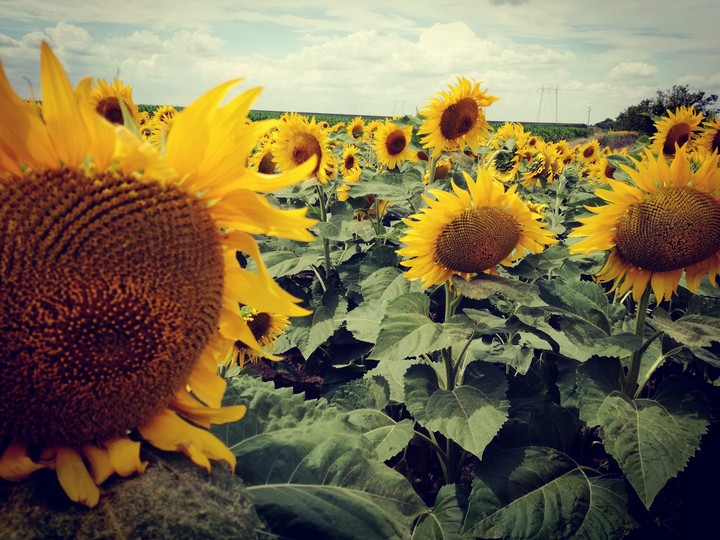 sunflower