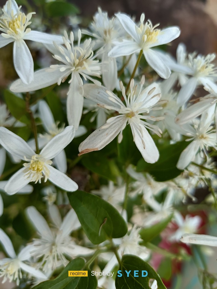 beautiful flower