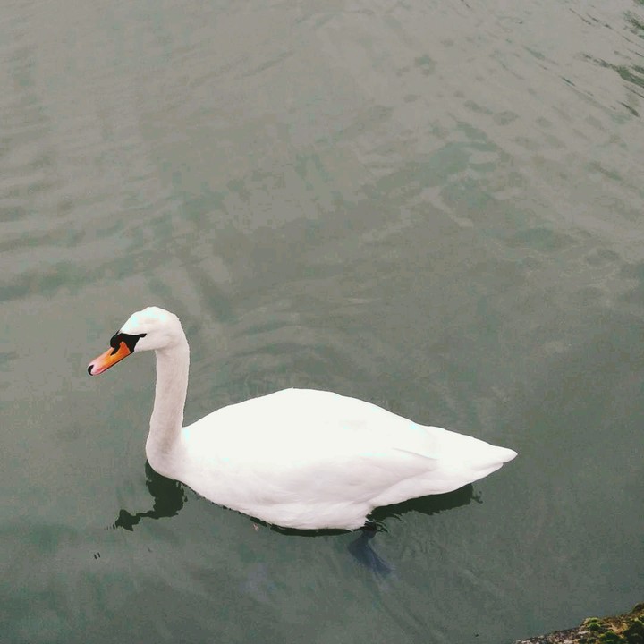 Swan