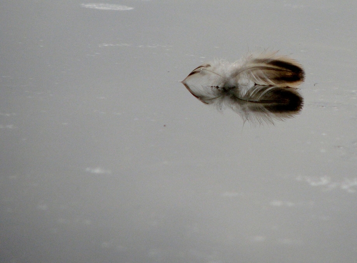 reflet