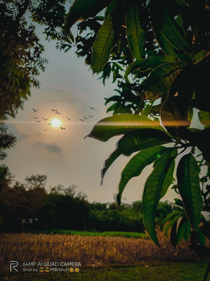 nature