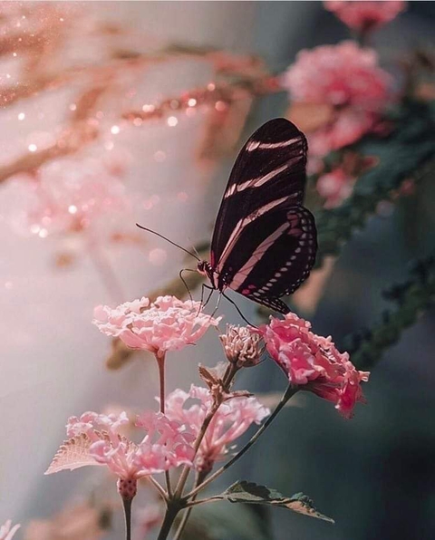 pink, spring duvar kağıtları