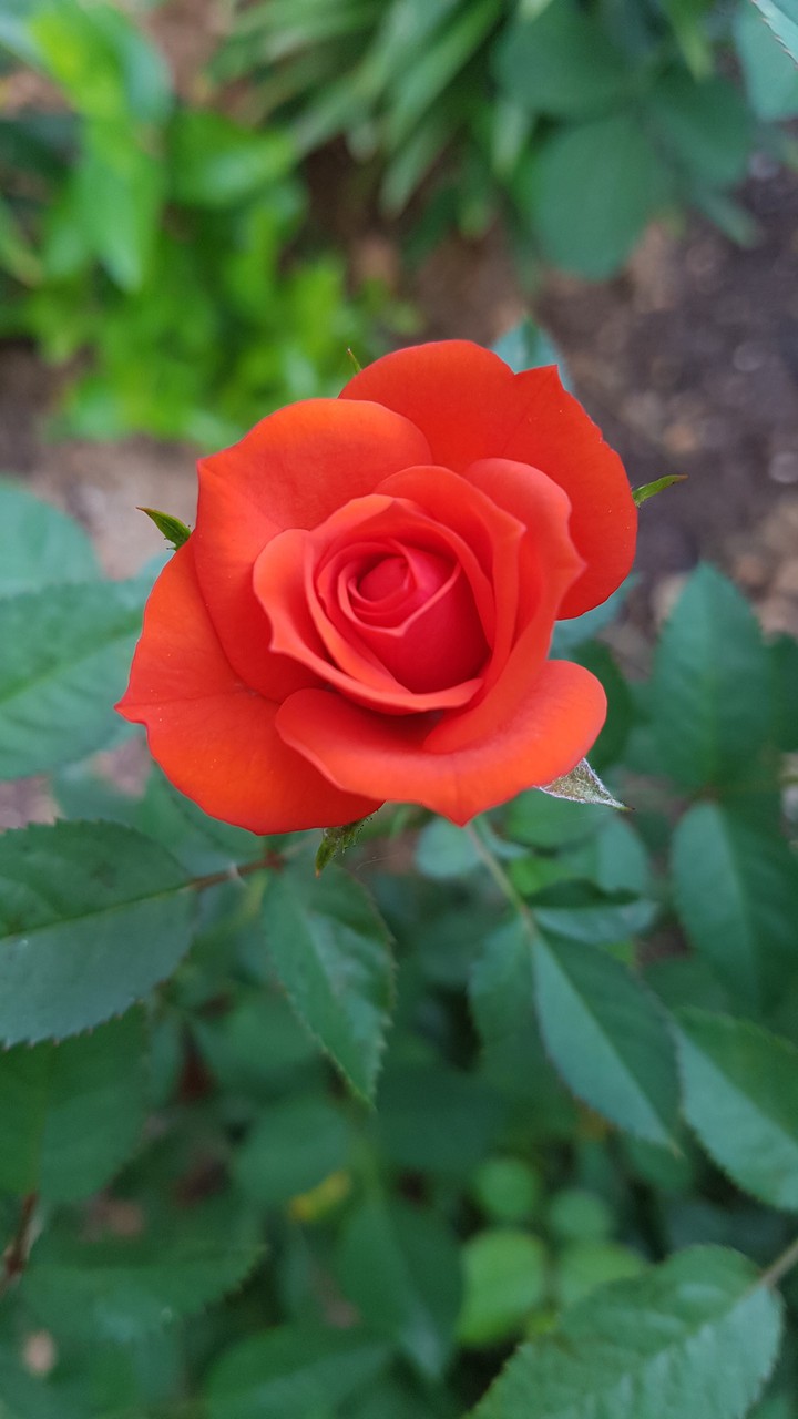 rose