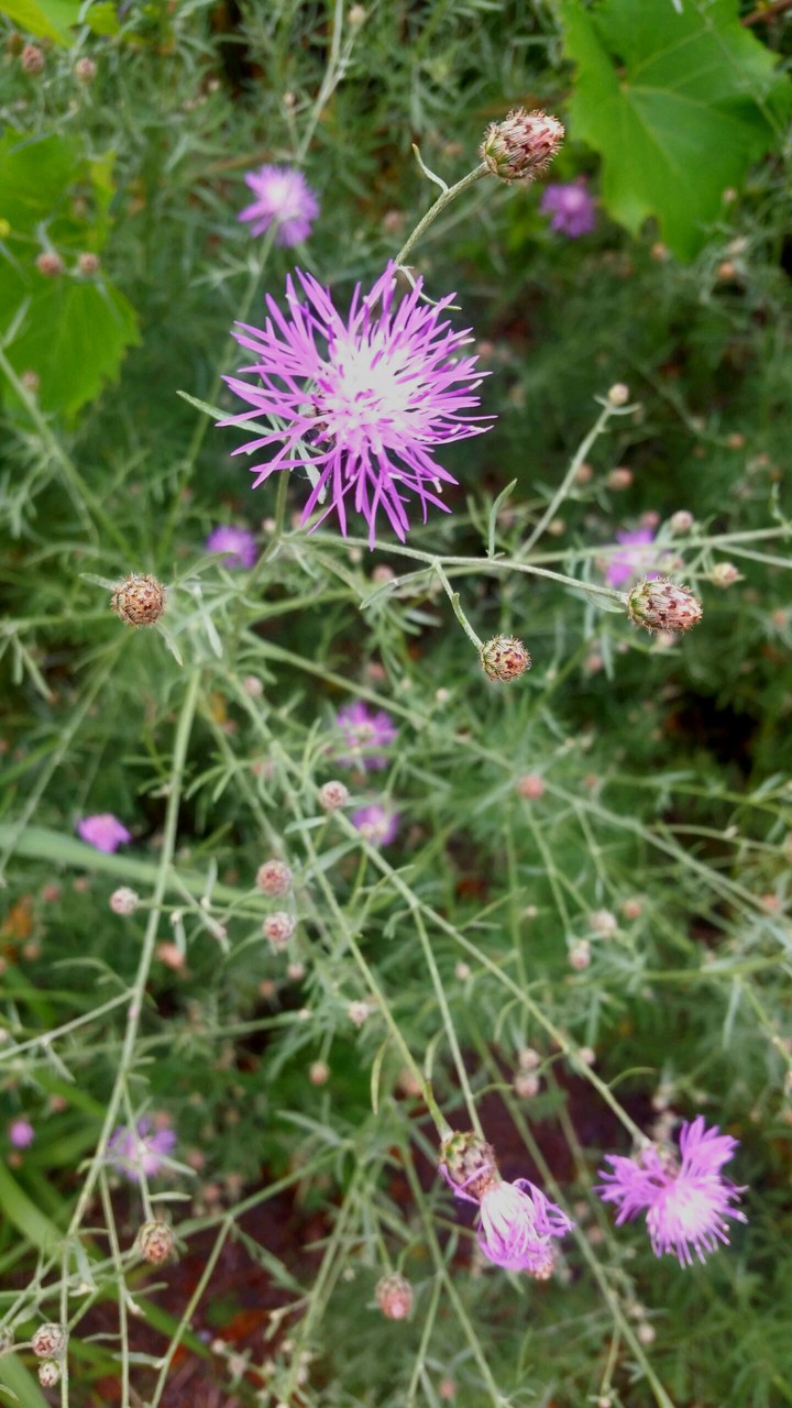 Spotted Knappweed