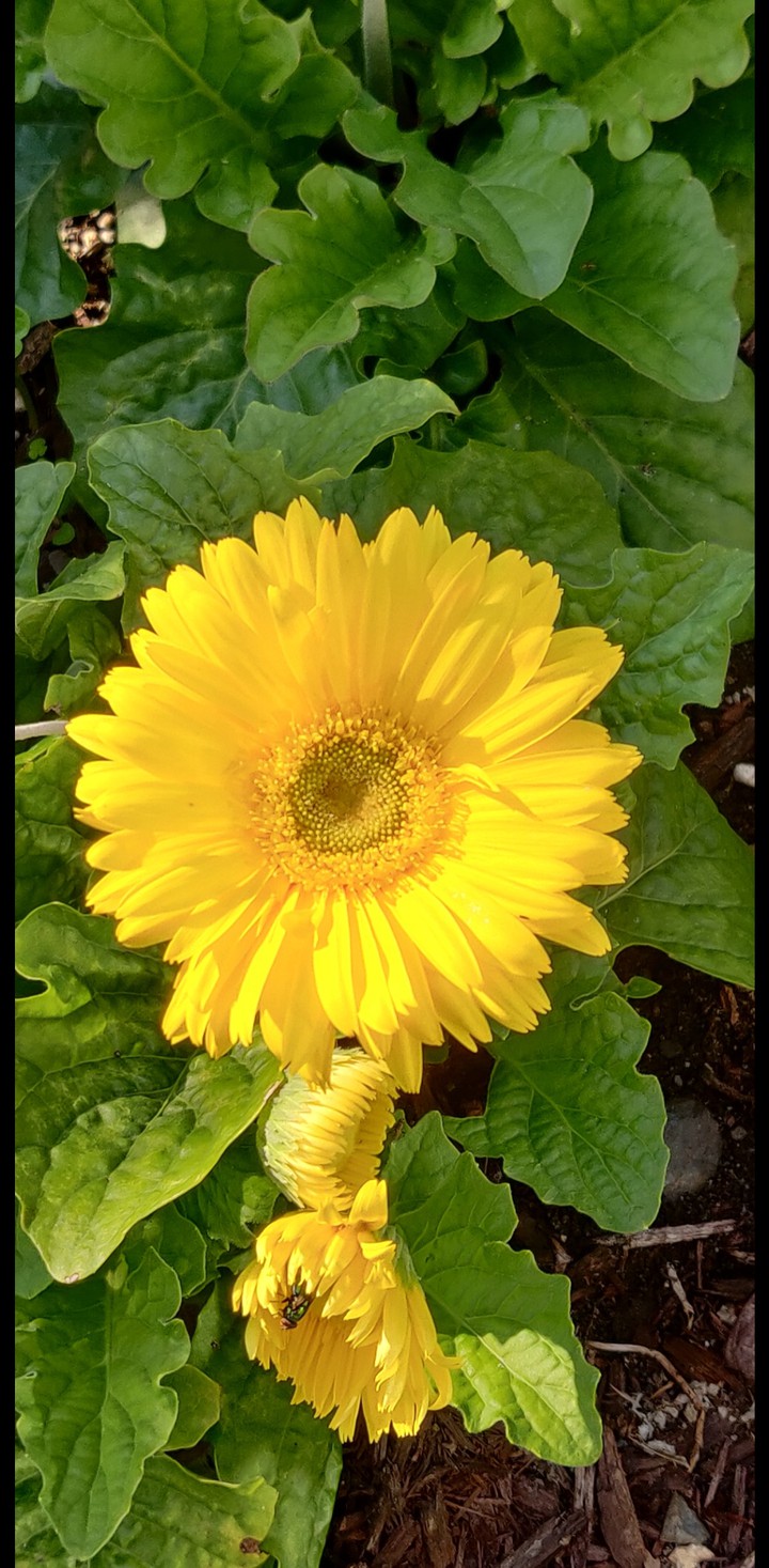 gerber daisy
