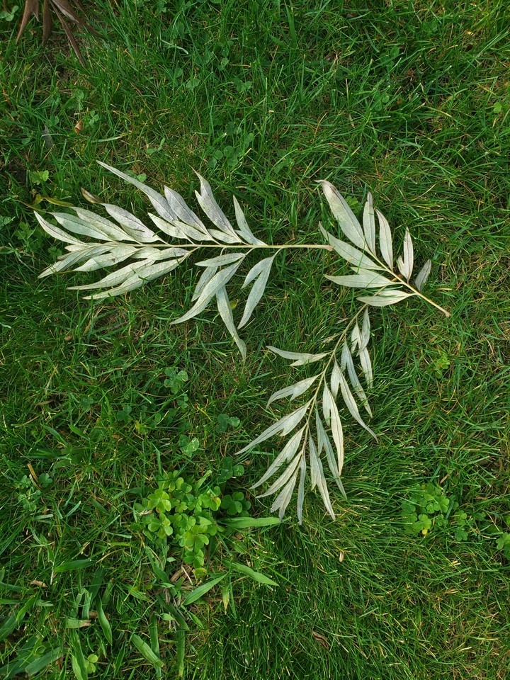 artistic spring
