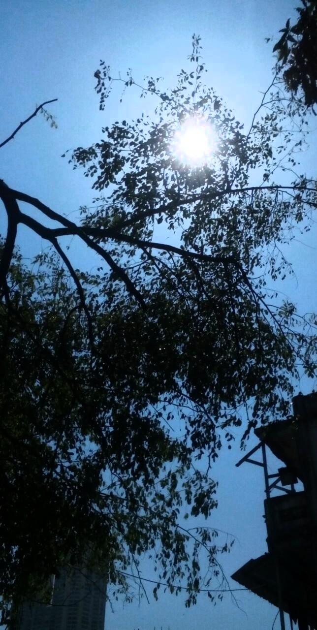 sunnyday