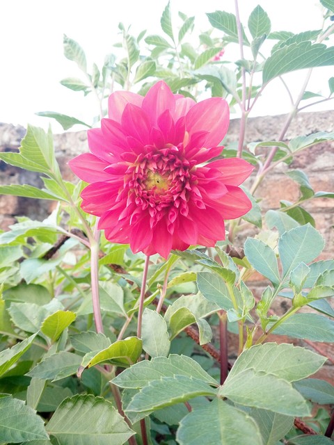 sfondi shrub, dahlia