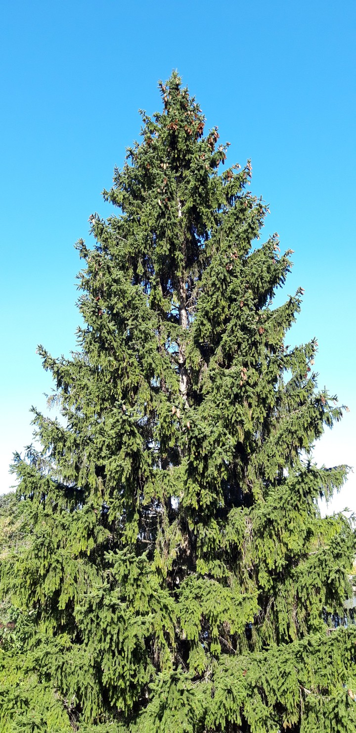 Fir