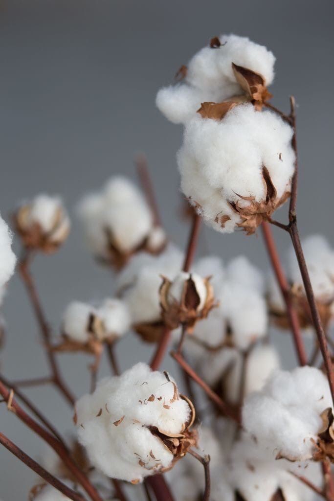 Cotton