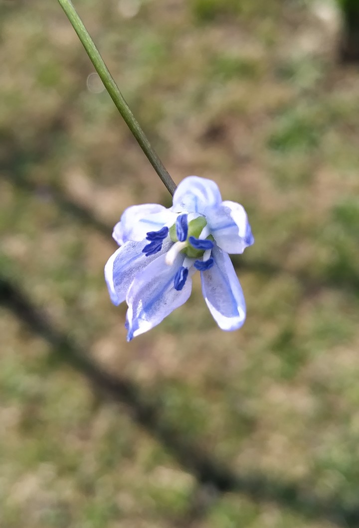 Blue flower