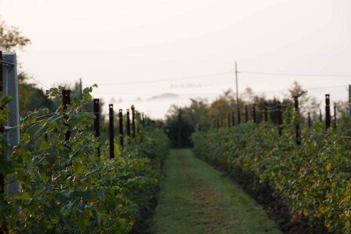vineyards County