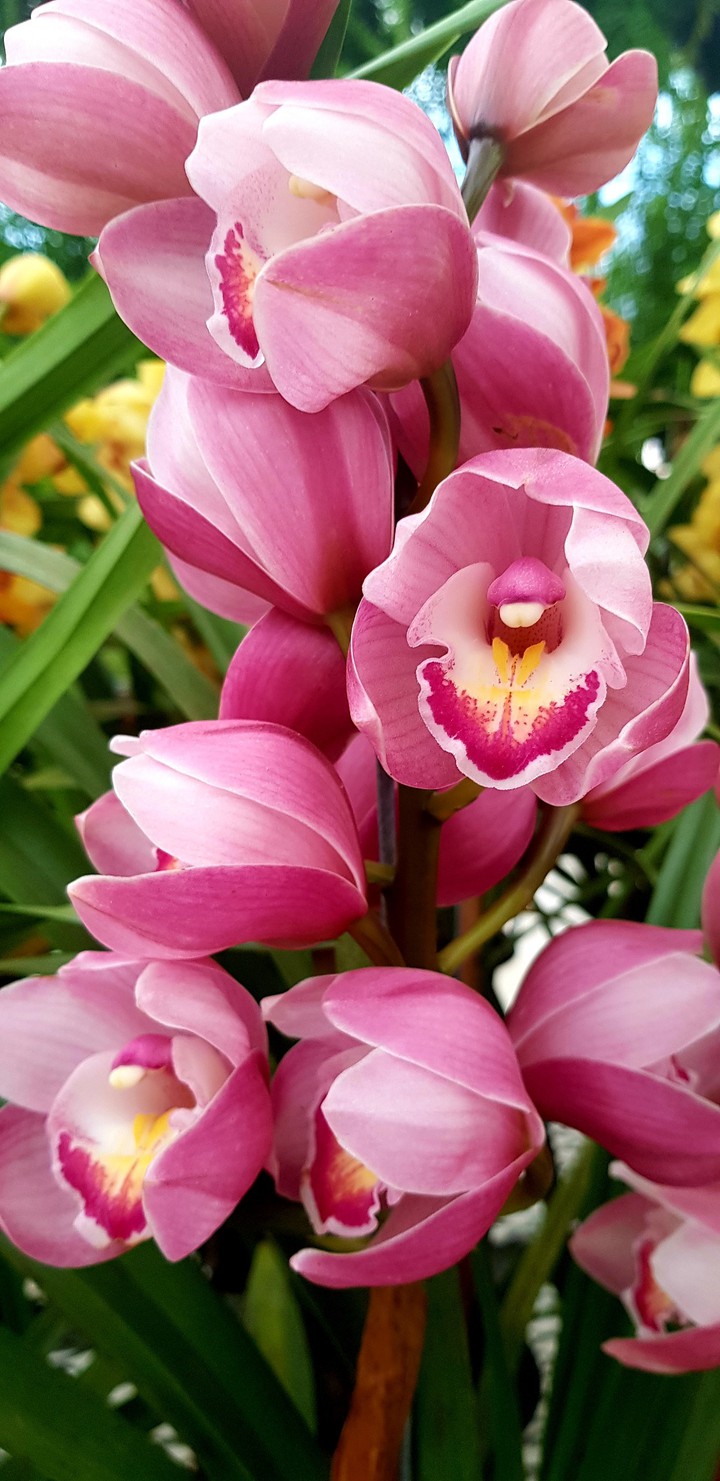 ...Orchid