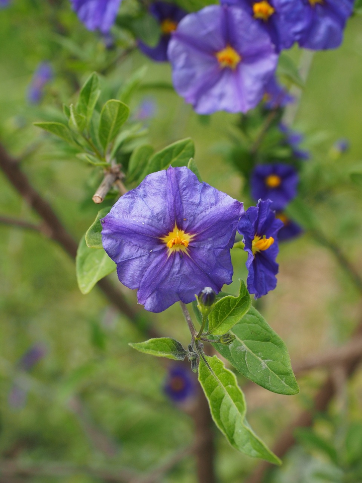 flower