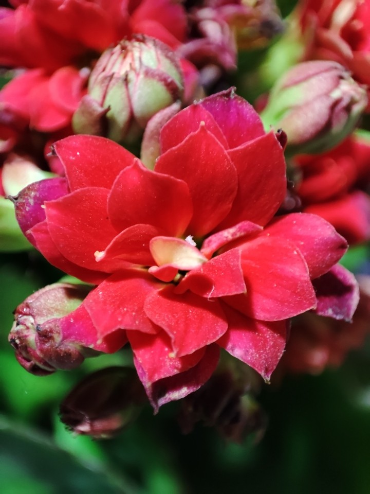 ##foto macro