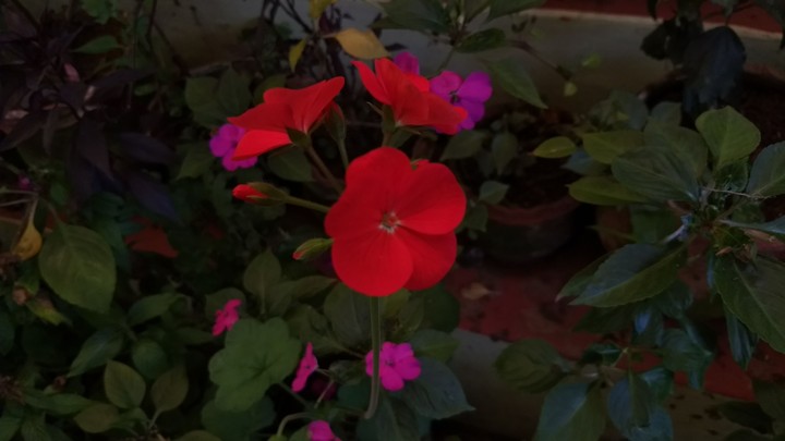 Flowers at Ooty