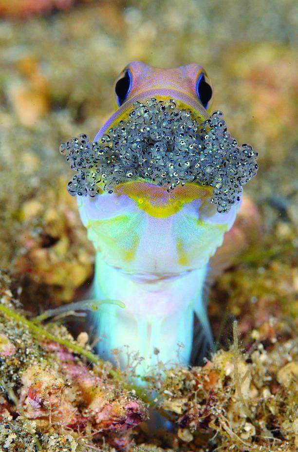 Fish