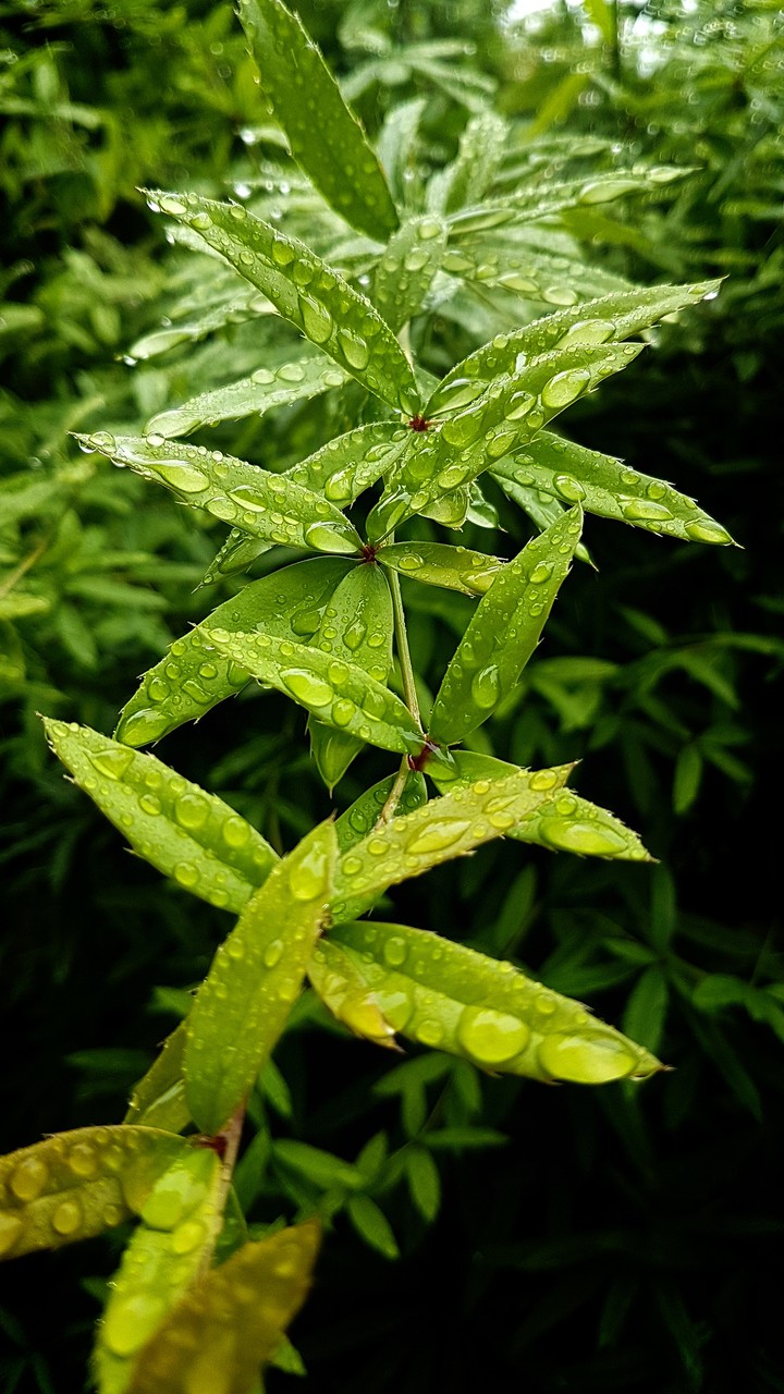 leaves rain drop-rainyday12