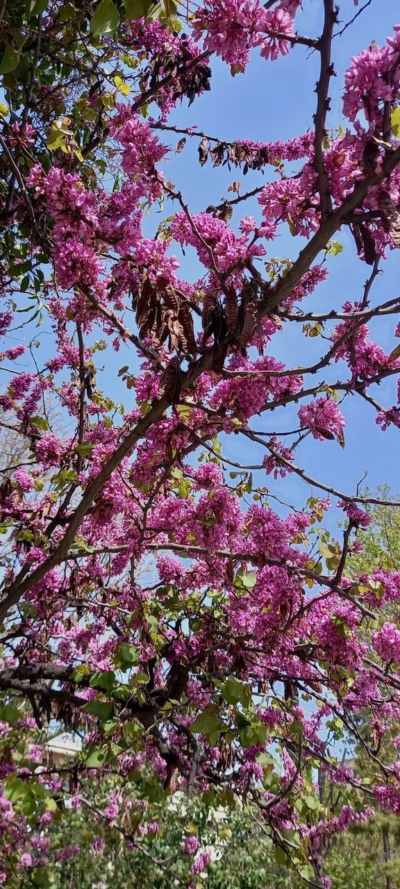 sfondi petal, branch