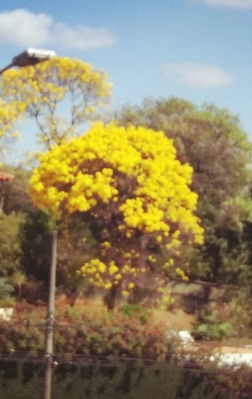 ipê amarelo