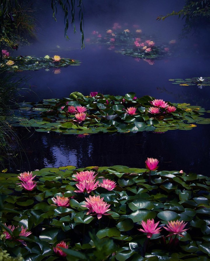 pond