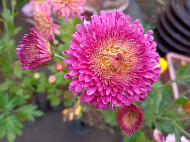 flower