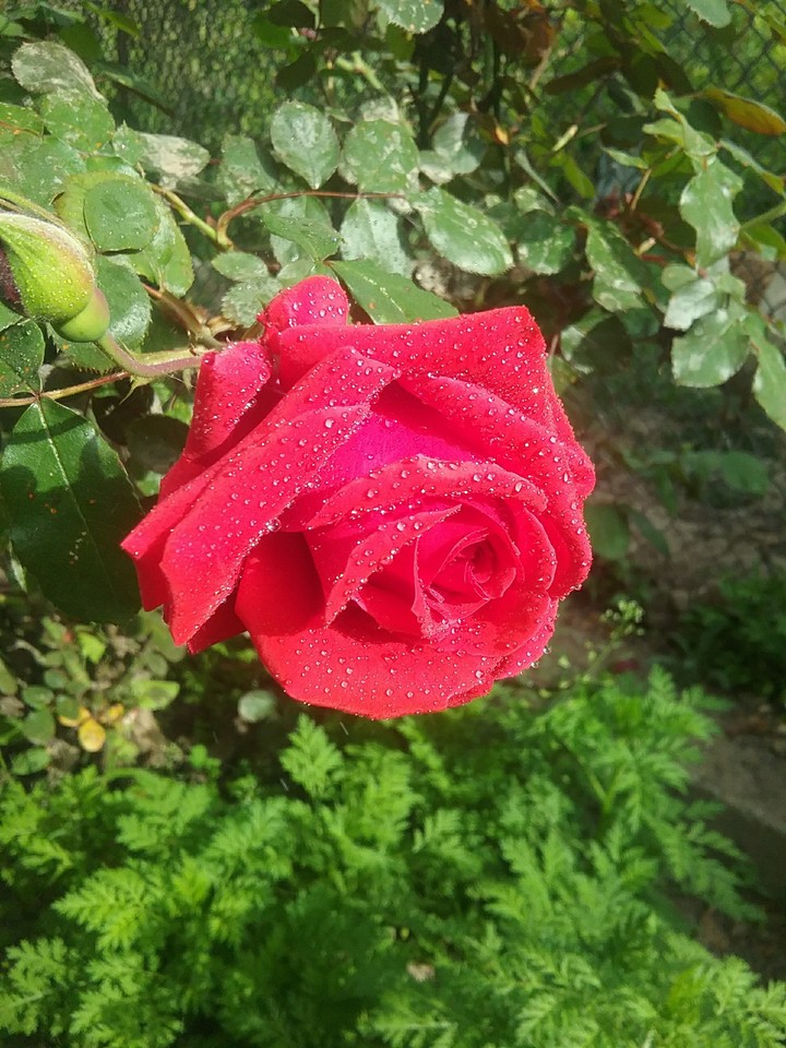 роза