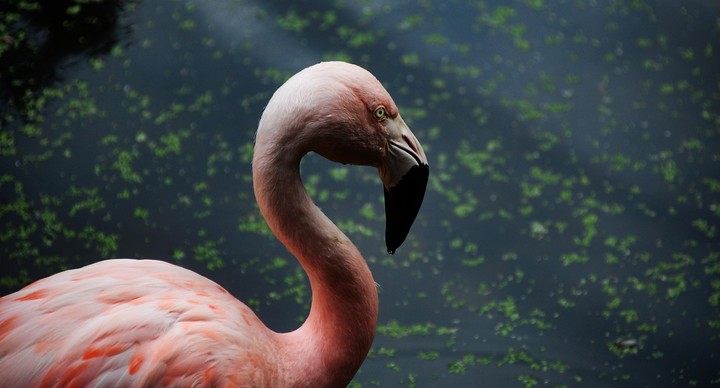 Flamingo power