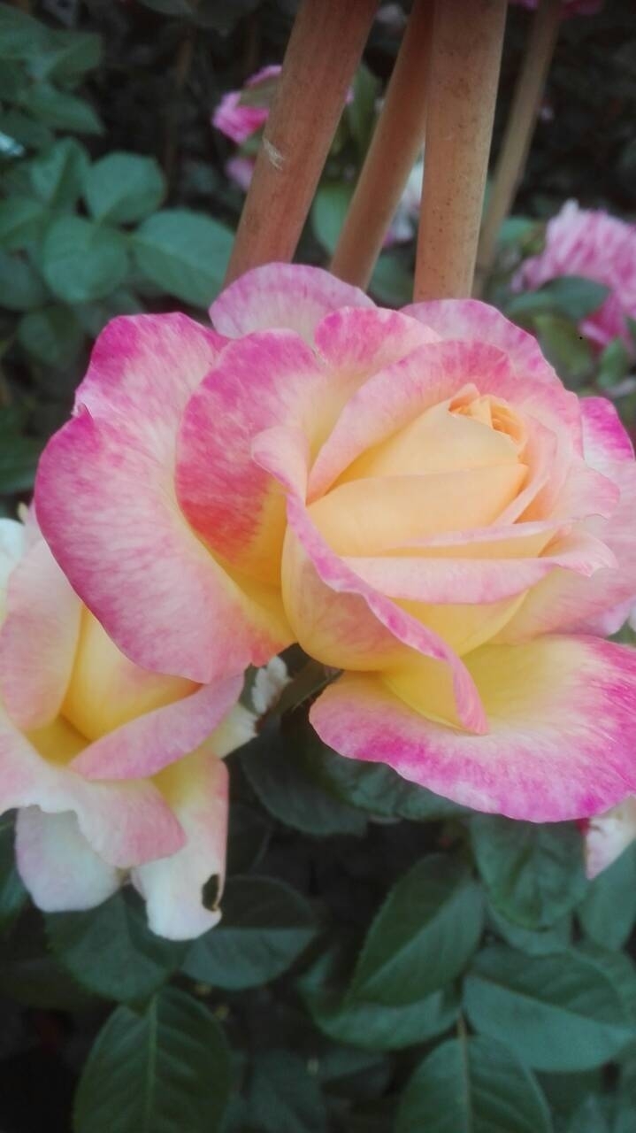 rose⚘