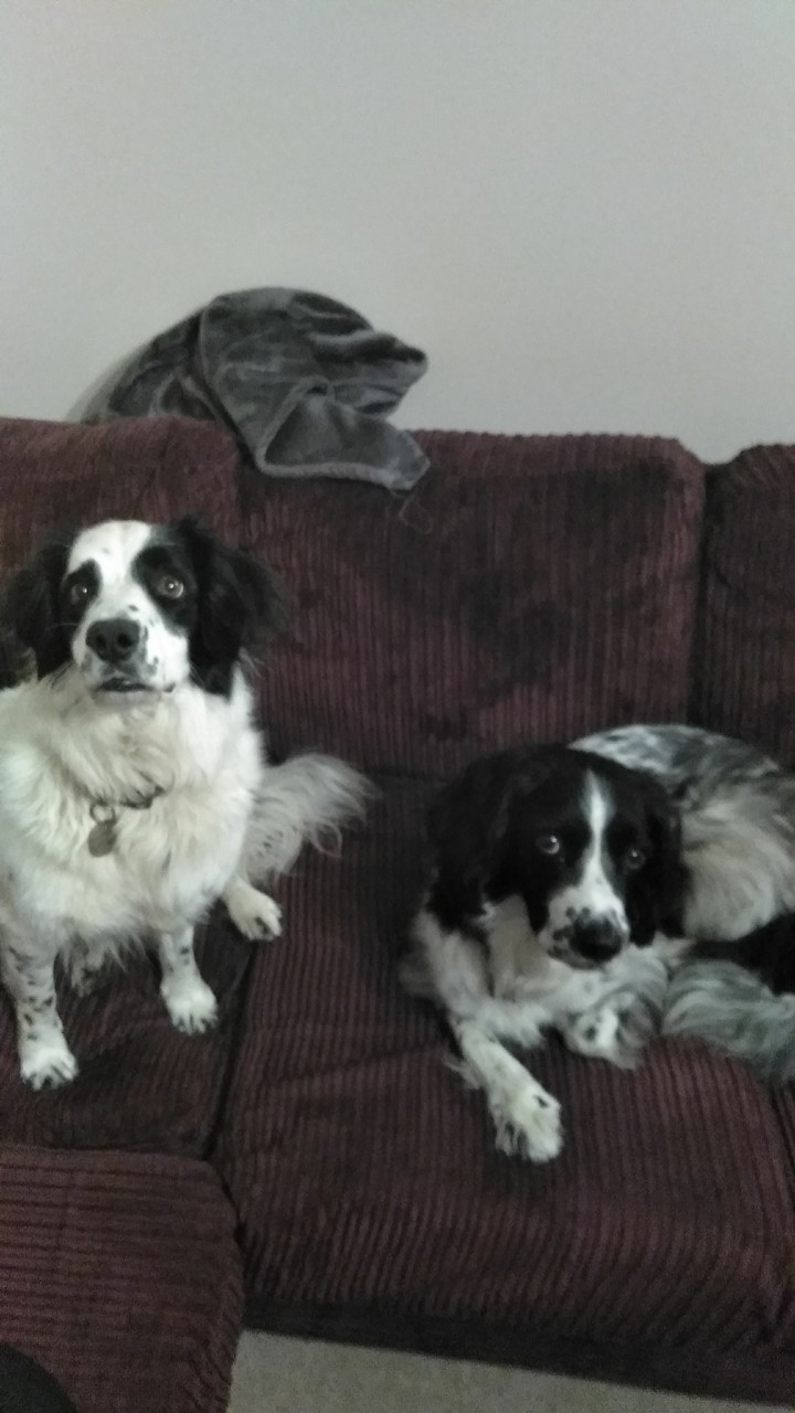 dog