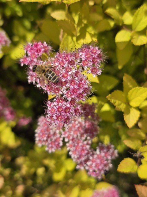 hình nền flower, insect