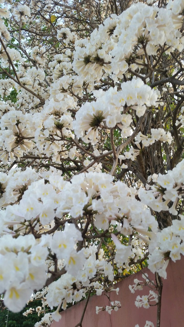 flores