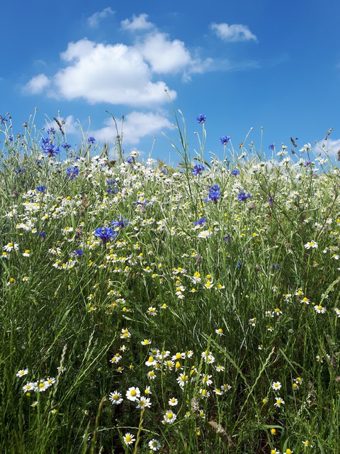 Field of Flowers under a blue Sky