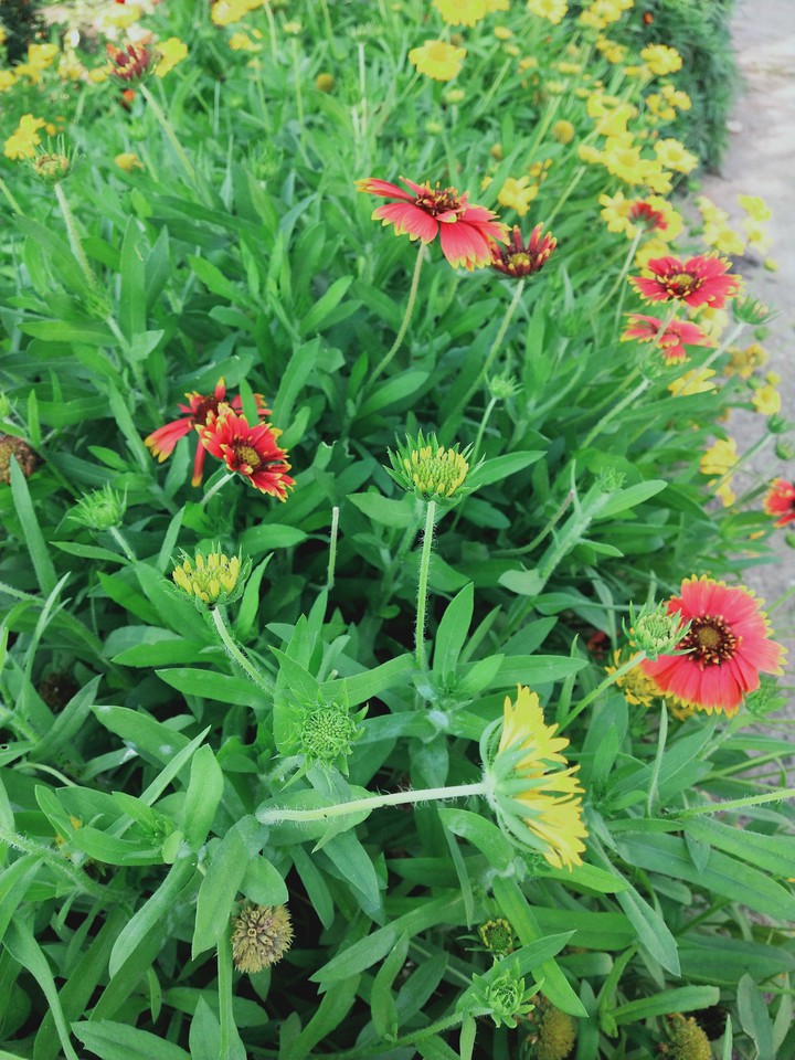 flowers