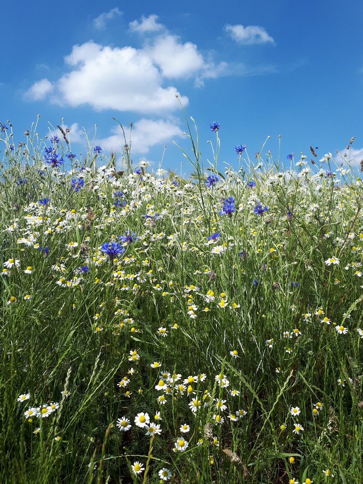 Field of Flowers under a blue Sky