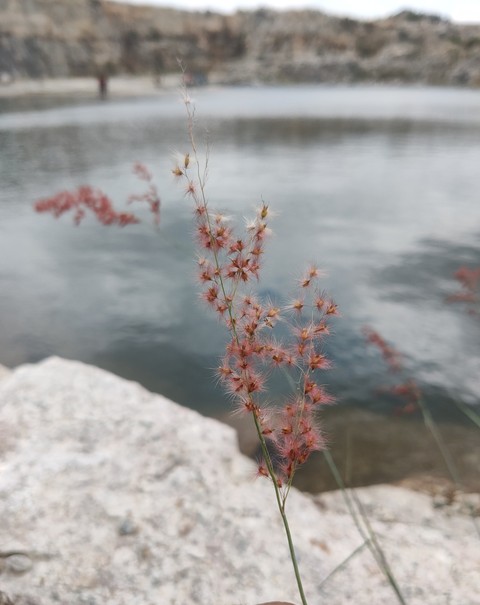 Grass at lake side
