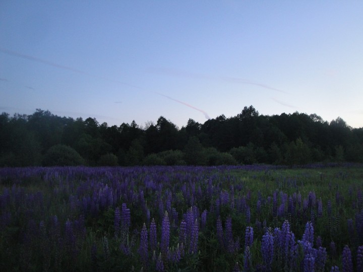 Flowers glade