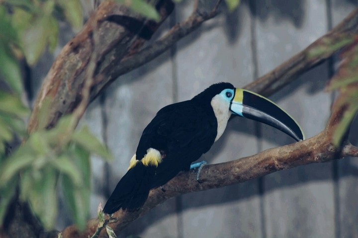 Tucan